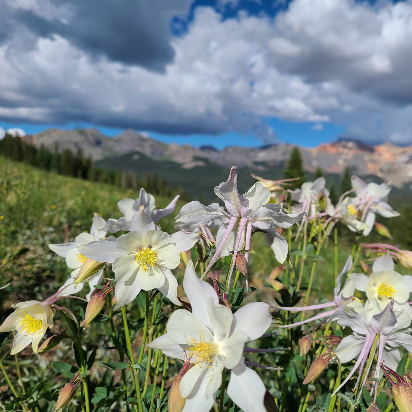 Wild Mountain Flower Seeds – Heirloom, Non-GMO, Hardy Alpine Wildflower Mix