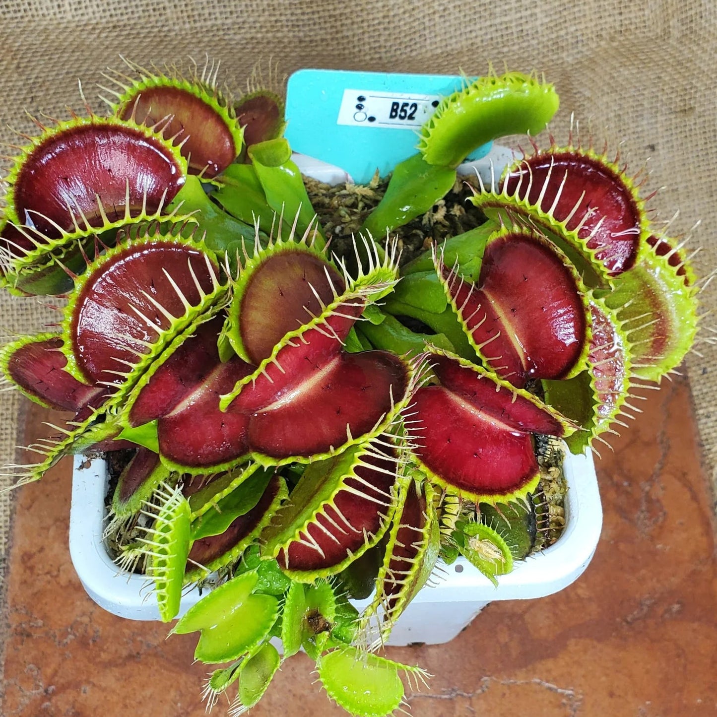 Venus Flytrap ‘B52’ Seeds – Large-Trap Carnivorous Plant Variety for Growing