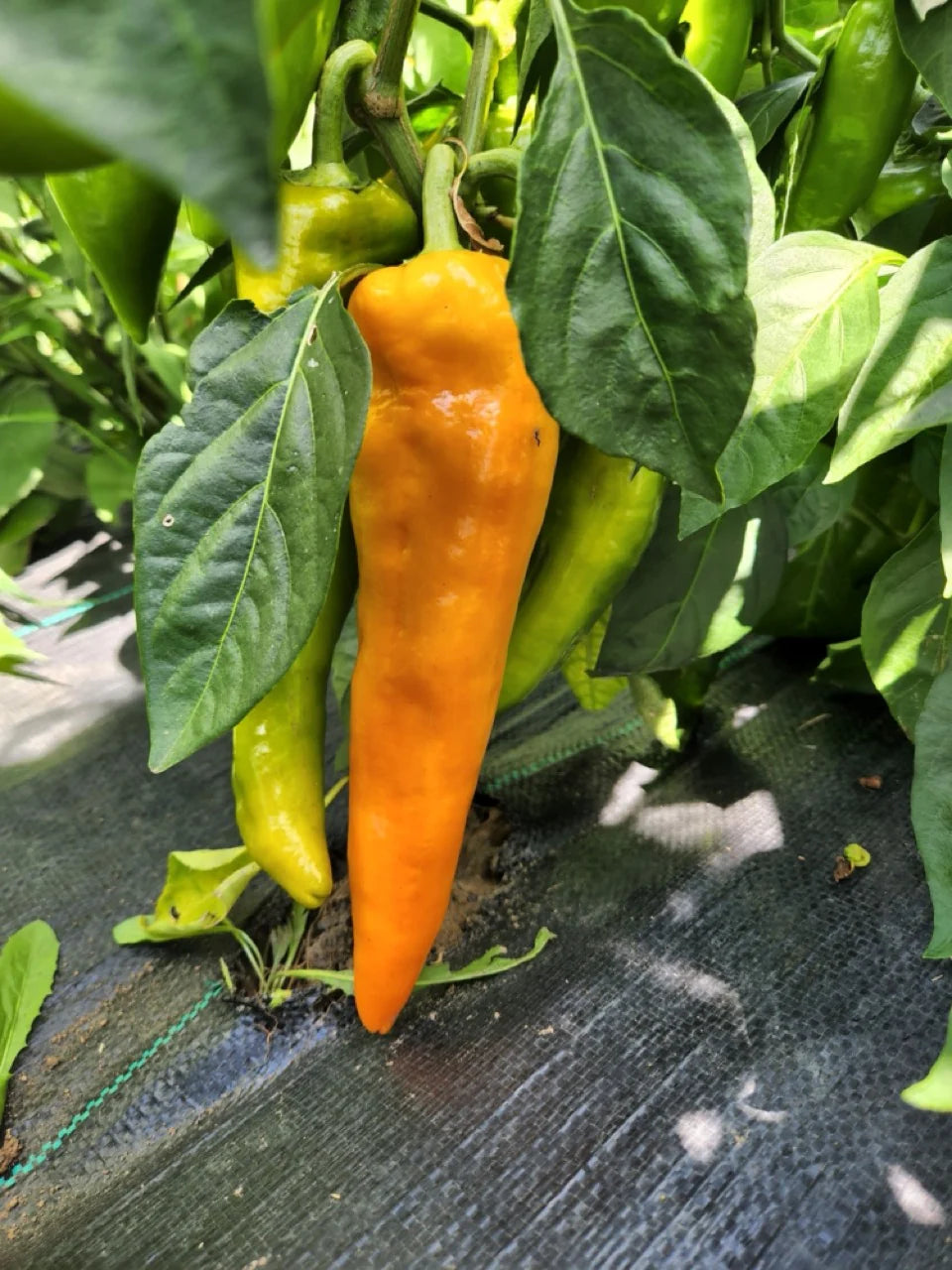 Bridge to Paris Sweet Pepper – Heirloom Vegetable Garden Seeds