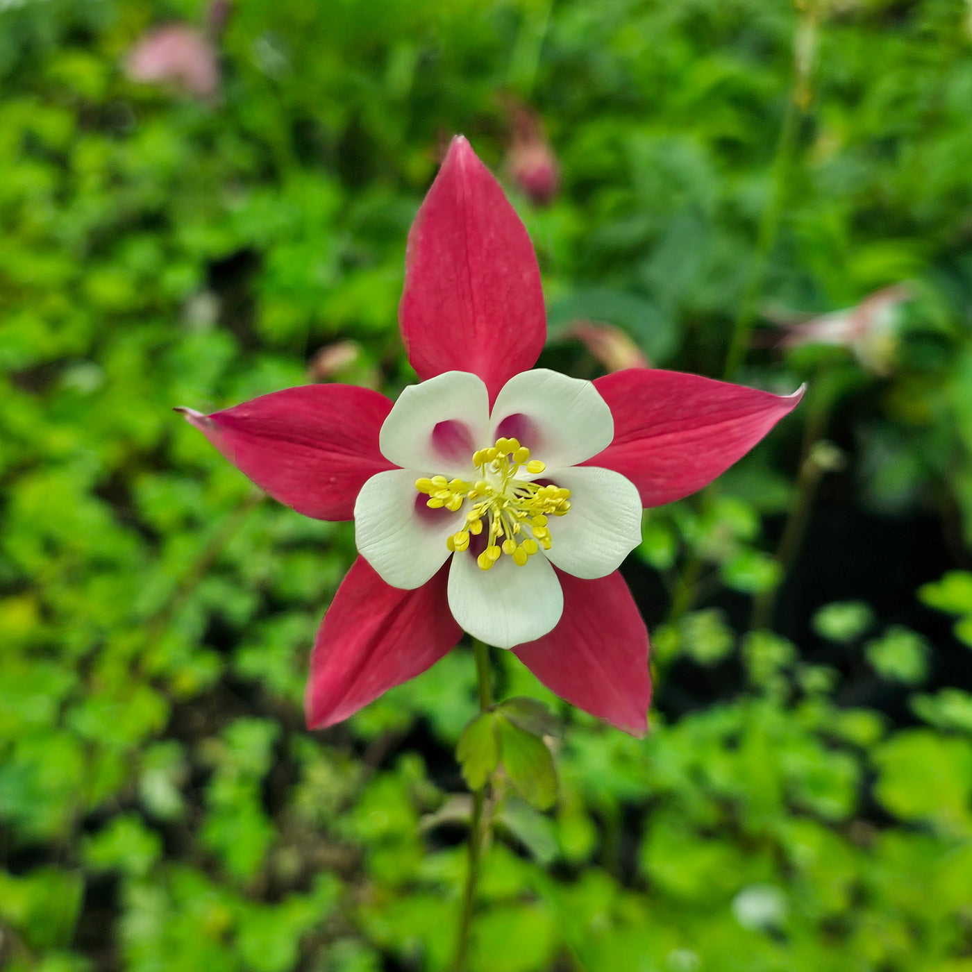 Caerulea Rose Queen – Perennial Flower Seeds