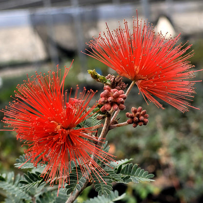 Calliandra Eriophylla Red Seeds -  Red Fairy Duster Flower Drought-Tolerant Ornamental Shrub
