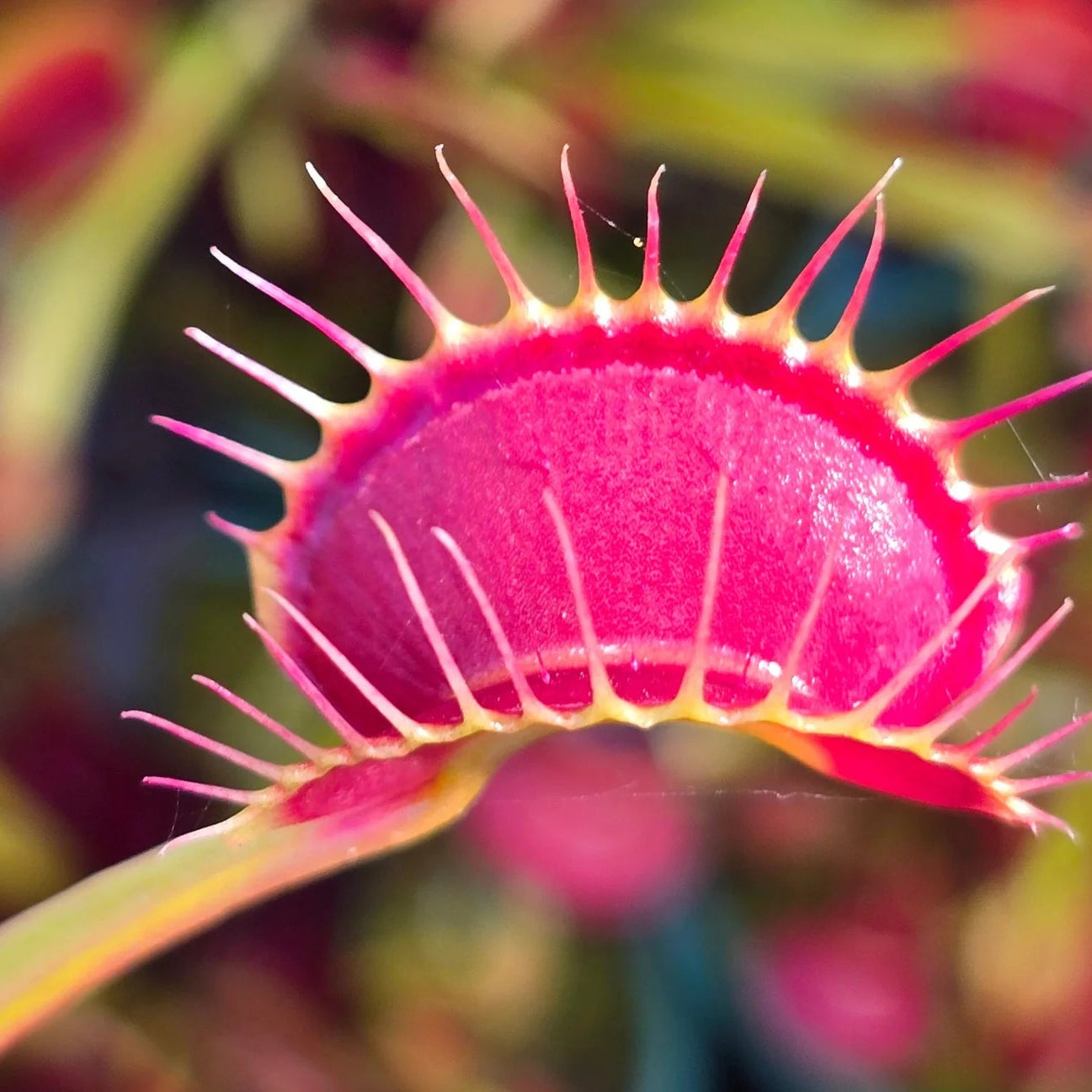 Venus Flytrap ‘Royal Red’ Seeds – Heirloom, Non-GMO, Carnivorous Plant Variety