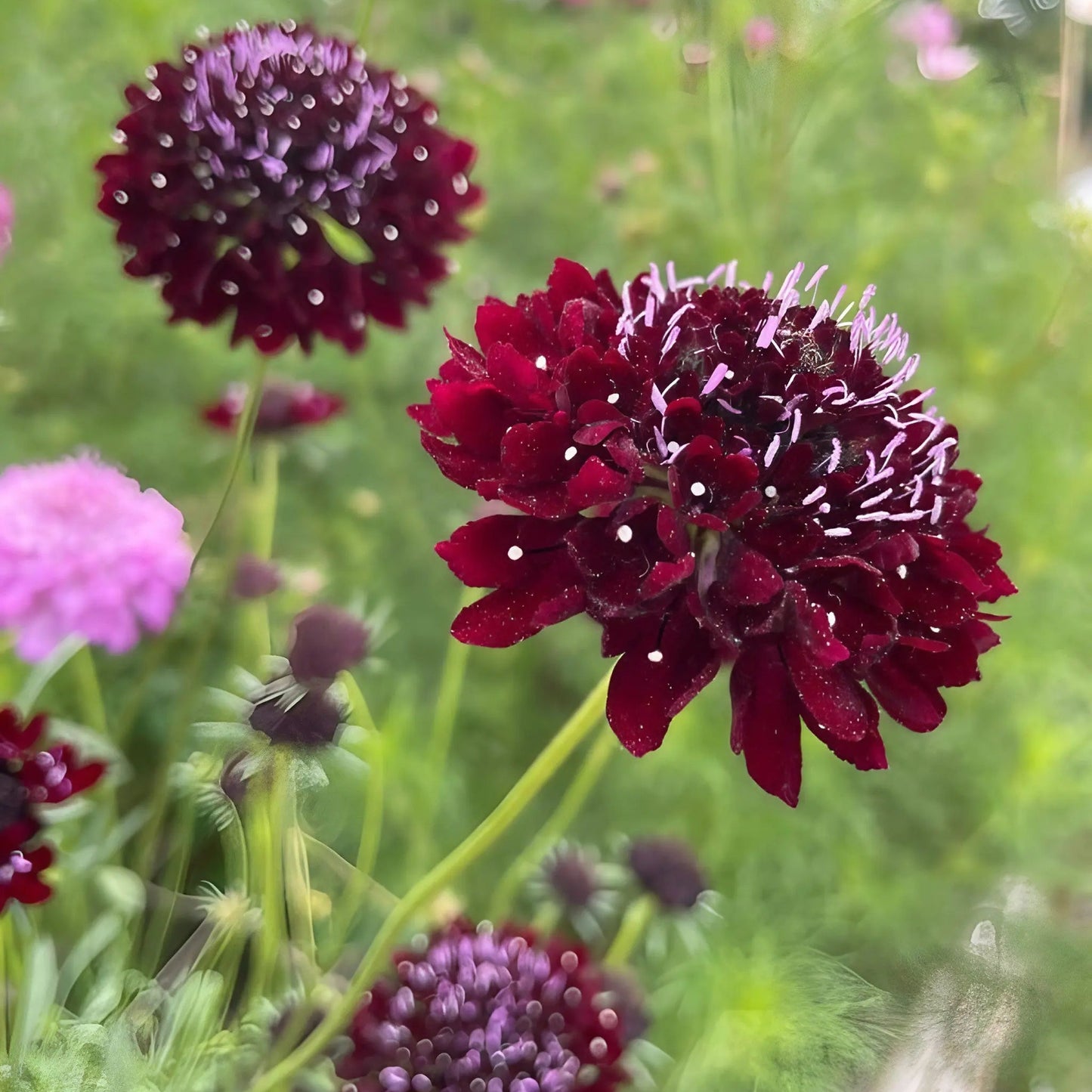 Scabiosa Atropurpurea ‘Black Knight’ Seeds – Dark Maroon to Black Pincushion Flowers