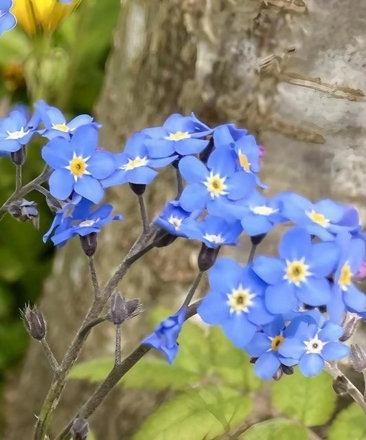 Forget Me Not Myosotis – Colorful Perennial Wildflower Seeds