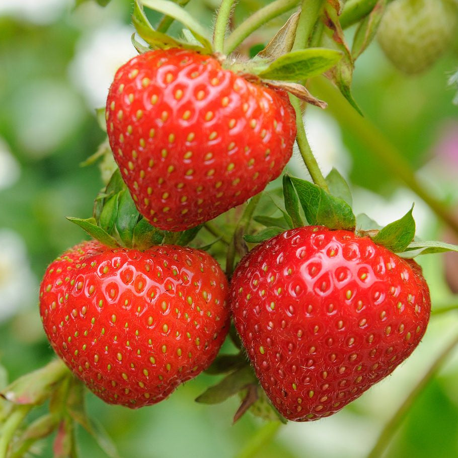 Chandler Strawberry Seeds – Heirloom, Non-GMO, High-Yield Garden Variety