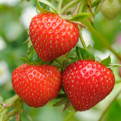Sweet Charlie Strawberry Seeds – Heirloom, Non-GMO, Early-Bearing, Sweet Red Variety