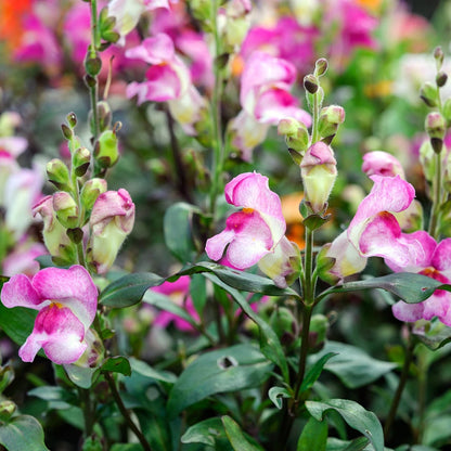 Snapdragon Antirrhinum Lipstick – Colorful, Annual Flower Seeds