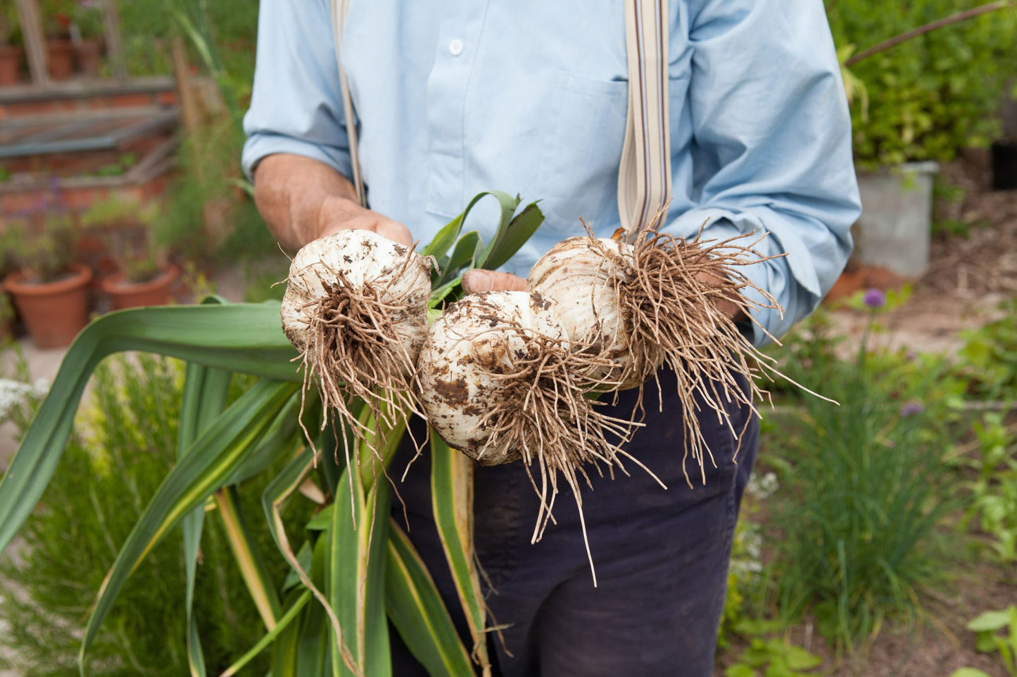 Elephant Garlic – Vegetable Garden Seeds