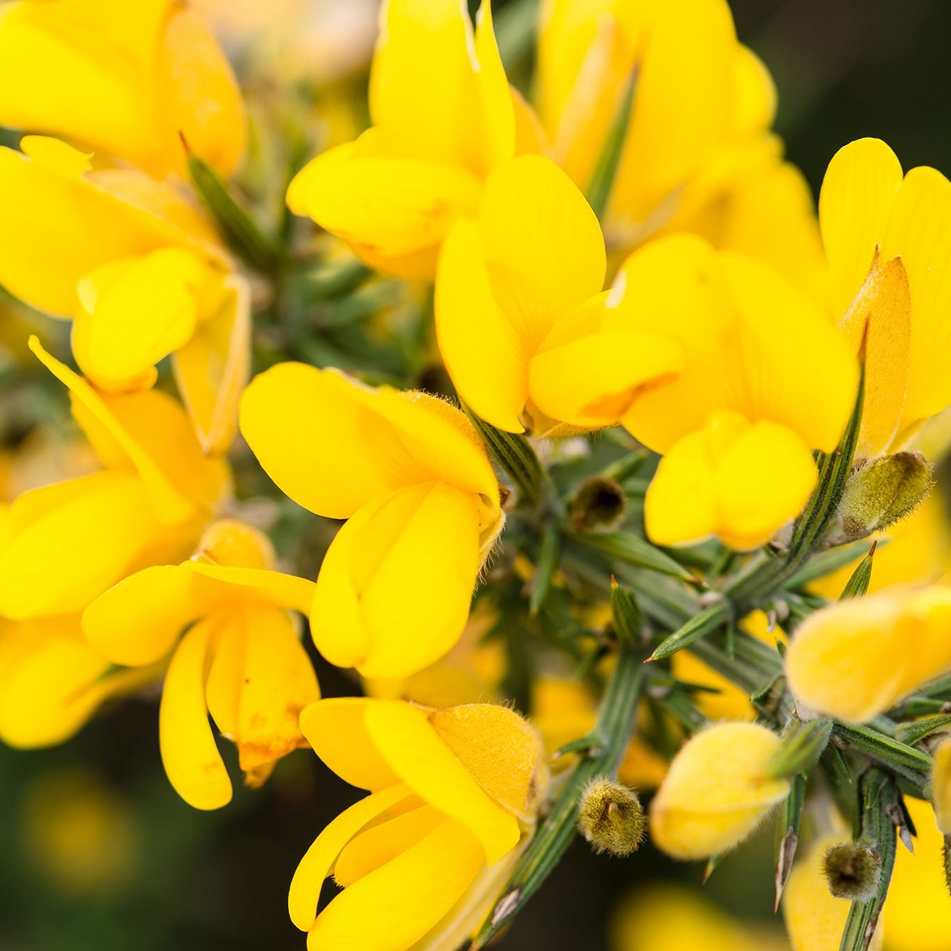 Golden Gorse Bloom Seeds – Heirloom, Non-GMO, Hardy Shrub, Early-Season Yellow Flowers