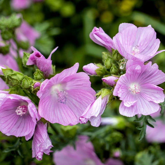 Malva Pink Perennial – Perennial Flower Seeds