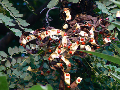 Adenanthera Pavonina – Red Bead Coral Tree Seeds