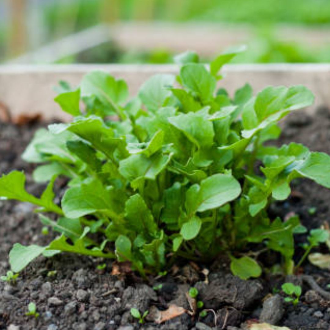 Wasabia japonica (Wasabi) Seeds for Planting – Heirloom, Non-GMO, Spicy Green Root Variety, Perennial, Easy to Grow