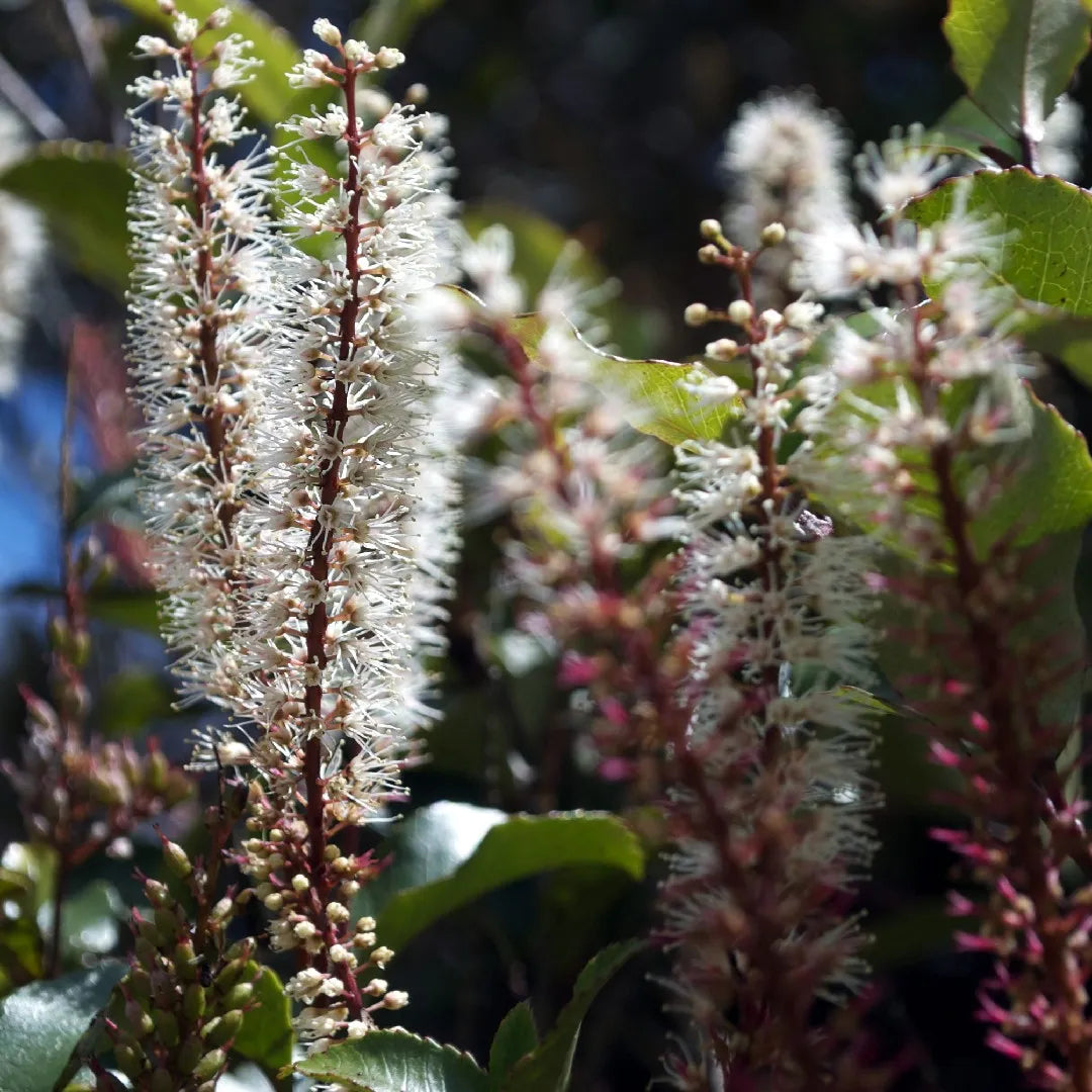 Chinese Red Birch – Perennial Fruit Seeds