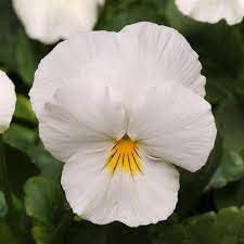 Pansy Flower Flower seeds for Planting - Wildflower Mix, Heirloom & GMO Free Seeds for Home Garden