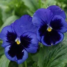 Pansy Flower seeds for Planting Cut Flower Favorite Heirloom & GMO Free Seeds for Home Garden