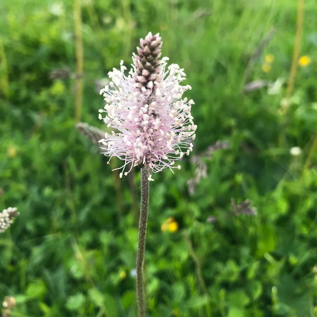 Flowering Plantain Plantago Media – Perennial Herb Flower Seeds