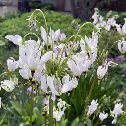 Dodecatheon White Meadia – Perennial Flower Seeds