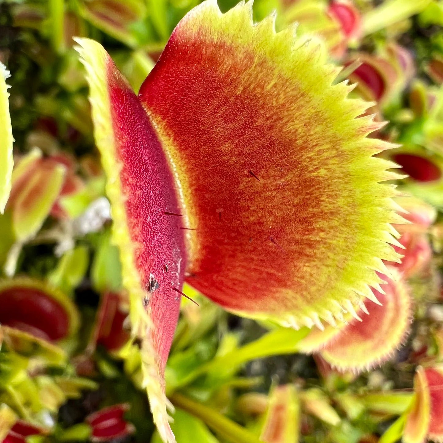 Venus Flytrap ‘Sawtooth’ Seeds – Non-GMO, Heirloom, Easy to Grow Carnivorous Plant Variety