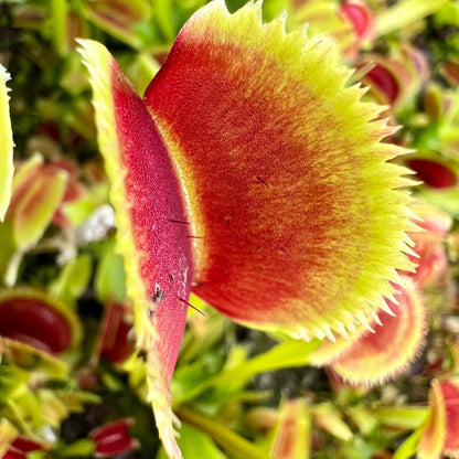 Venus Flytrap ‘Sawtooth’ Seeds – Non-GMO, Heirloom, Easy to Grow Carnivorous Plant Variety