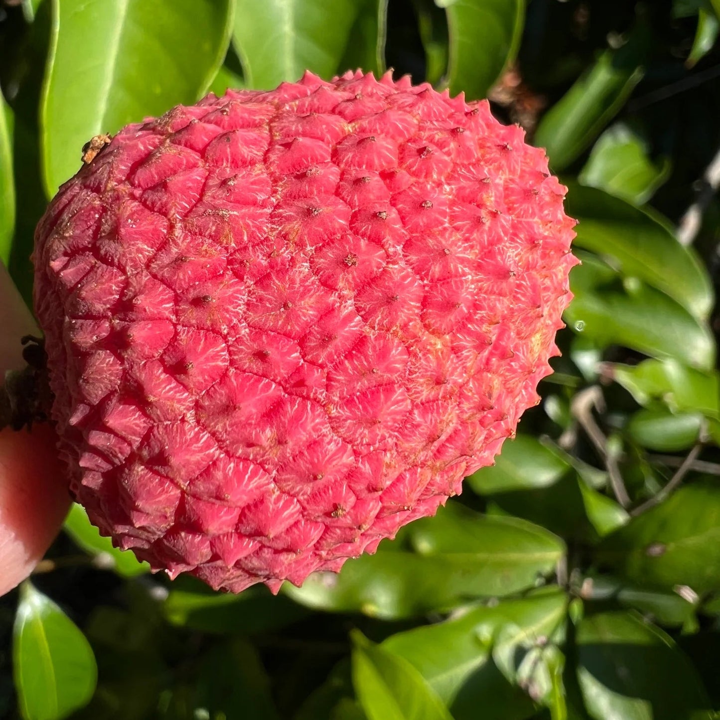 Hak Ip Lychee Seeds – Heirloom, Non-GMO, Premium Tropical Fruit Variety for Planting