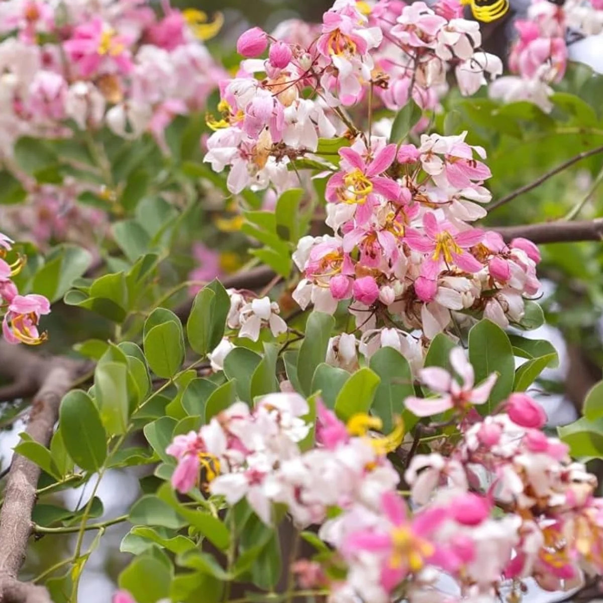 Pink Shower Cassia Javanica – Fragrant Flowering Tropical Tree Seeds