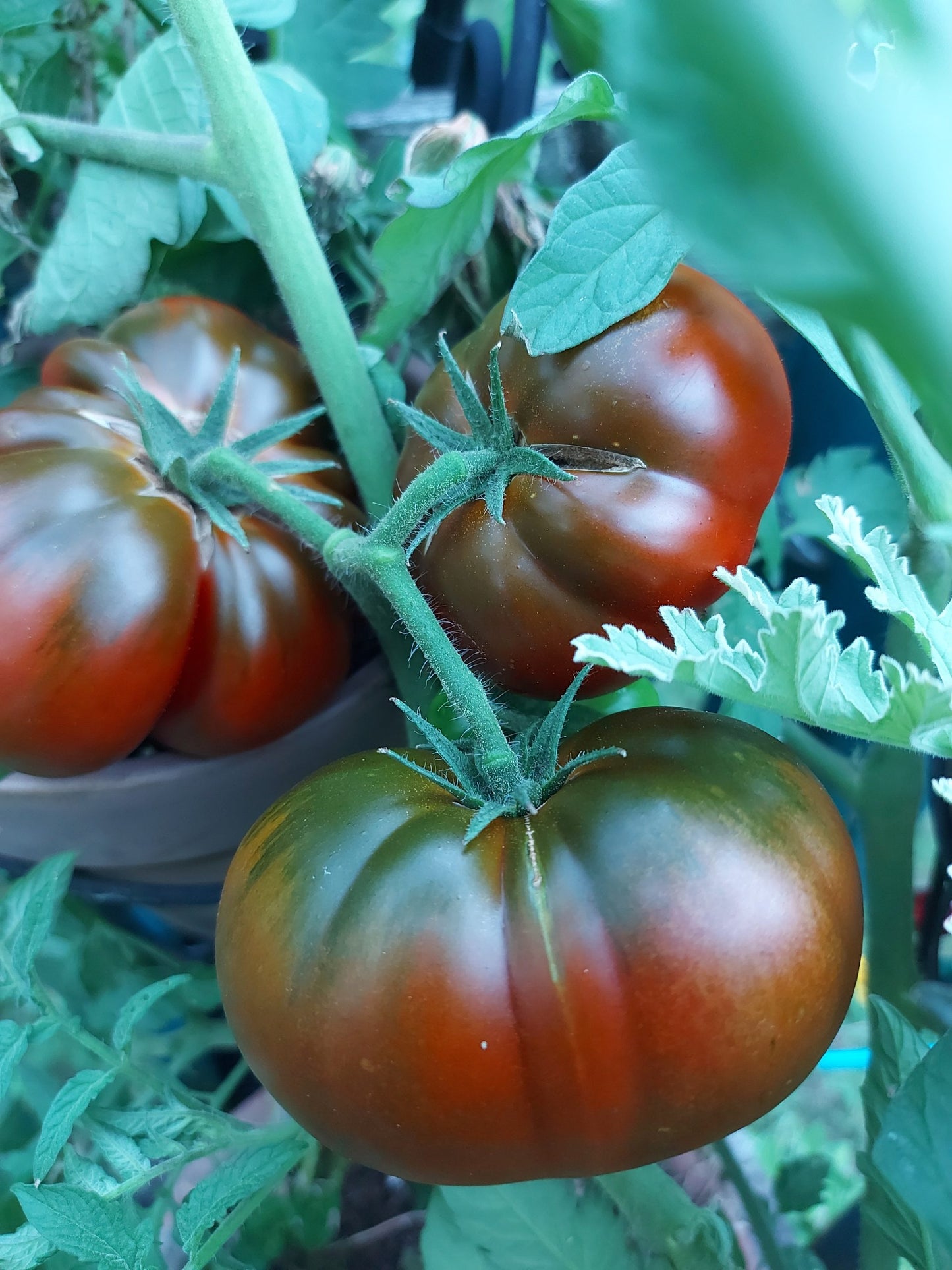 Beefsteak and Blue Cherry Tomato – Heirloom Vegetable Garden Seeds
