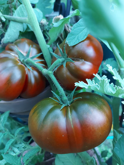 Beefsteak and Blue Cherry Tomato – Heirloom Vegetable Garden Seeds