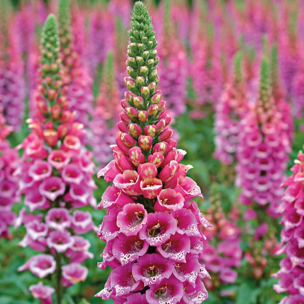 Pink Foxglove Digitalis – Garden Flower Seeds