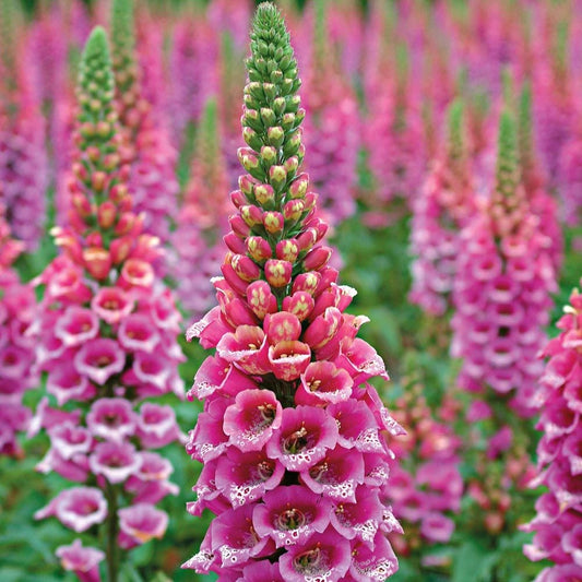 Pink Foxglove Digitalis – Garden Flower Seeds