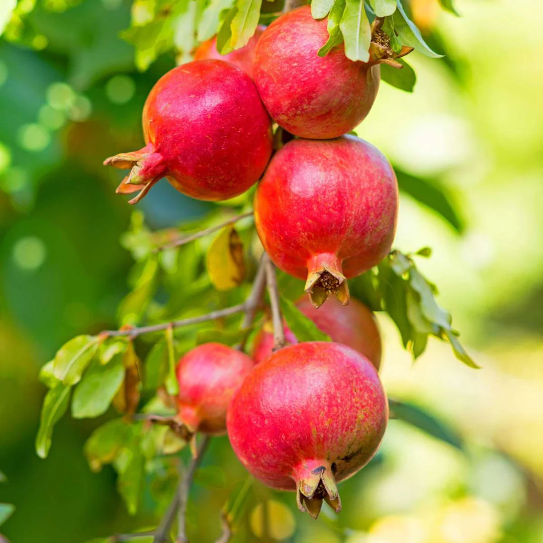 Pomegranate Punica Granatum – Edible Fruit Tree Seeds