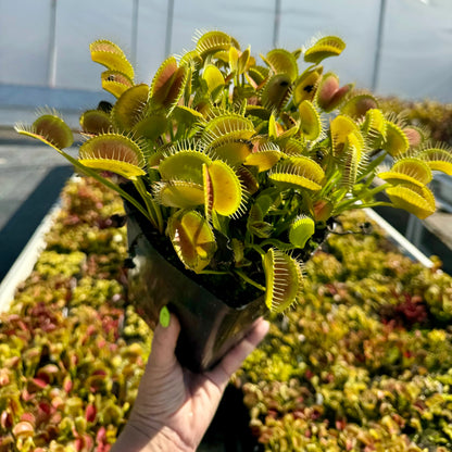 Venus Flytrap ‘King Henry’ Seeds – Carnivorous Plant Variety for Growing