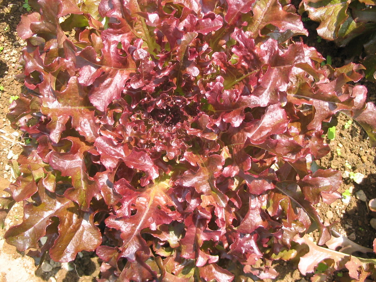 Lettuce Red Sails Lactuca Sativa – Looseleaf Vegetable Seeds