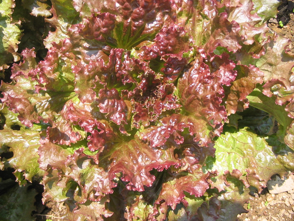 Lettuce Red Sails Lactuca Sativa – Looseleaf Vegetable Seeds