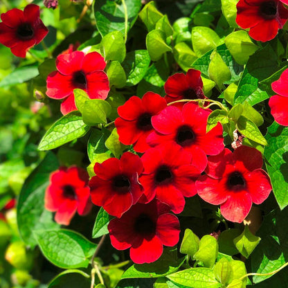 Thunbergia Alata ‘Red Beauty’ Seeds – Heirloom, Non-GMO, Climbing Annual Vine