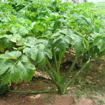 Tomorrow’s Leaf Ashitaba Seeds Fresh, Tested Angelica Keiskei for Organic Gardens
