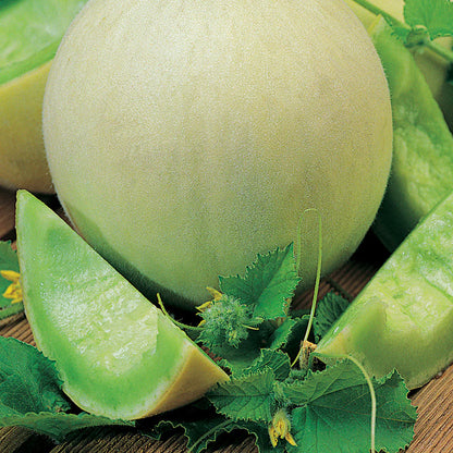 Honeydew Green Flesh Melon Seeds for Planting – Heirloom, Non-GMO, Sweet Green Flesh Variety, Warm-Season Annual
