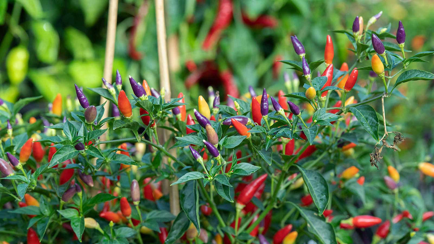 Chili Pepper Prairie Fire Capsicum Annuum – Ornamental Garden Vegetable Seeds