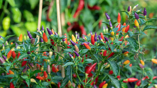 Chili Pepper Prairie Fire Capsicum Annuum – Ornamental Garden Vegetable Seeds
