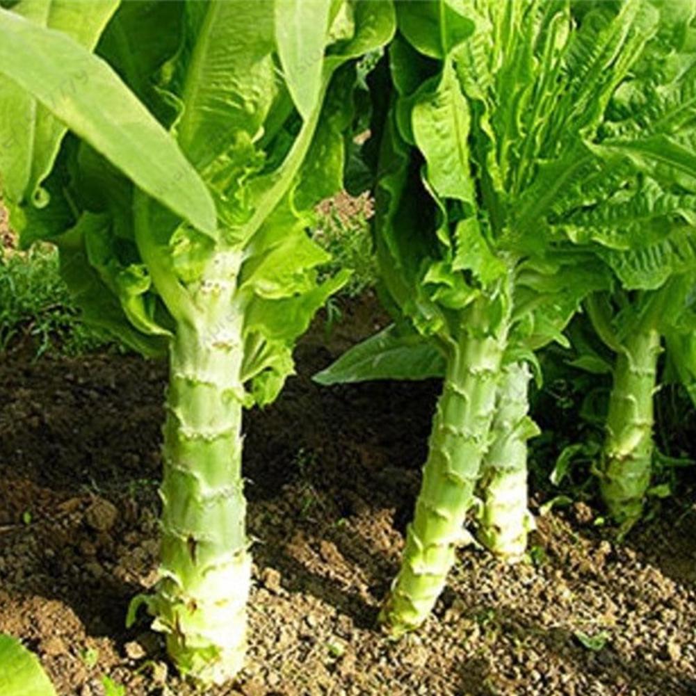 Chinese Lettuce Big Stem – Vegetable Garden Seeds