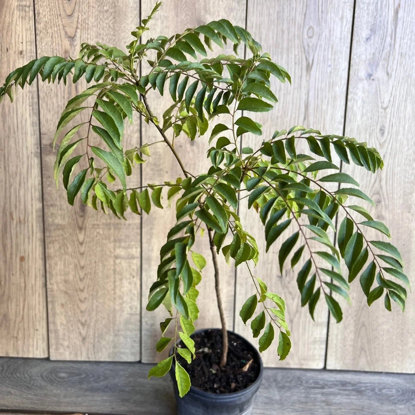 Black-Stem Curry Leaf Plant Seeds – Distinct Dark Stems & Aromatic Foliage for Home Gardens