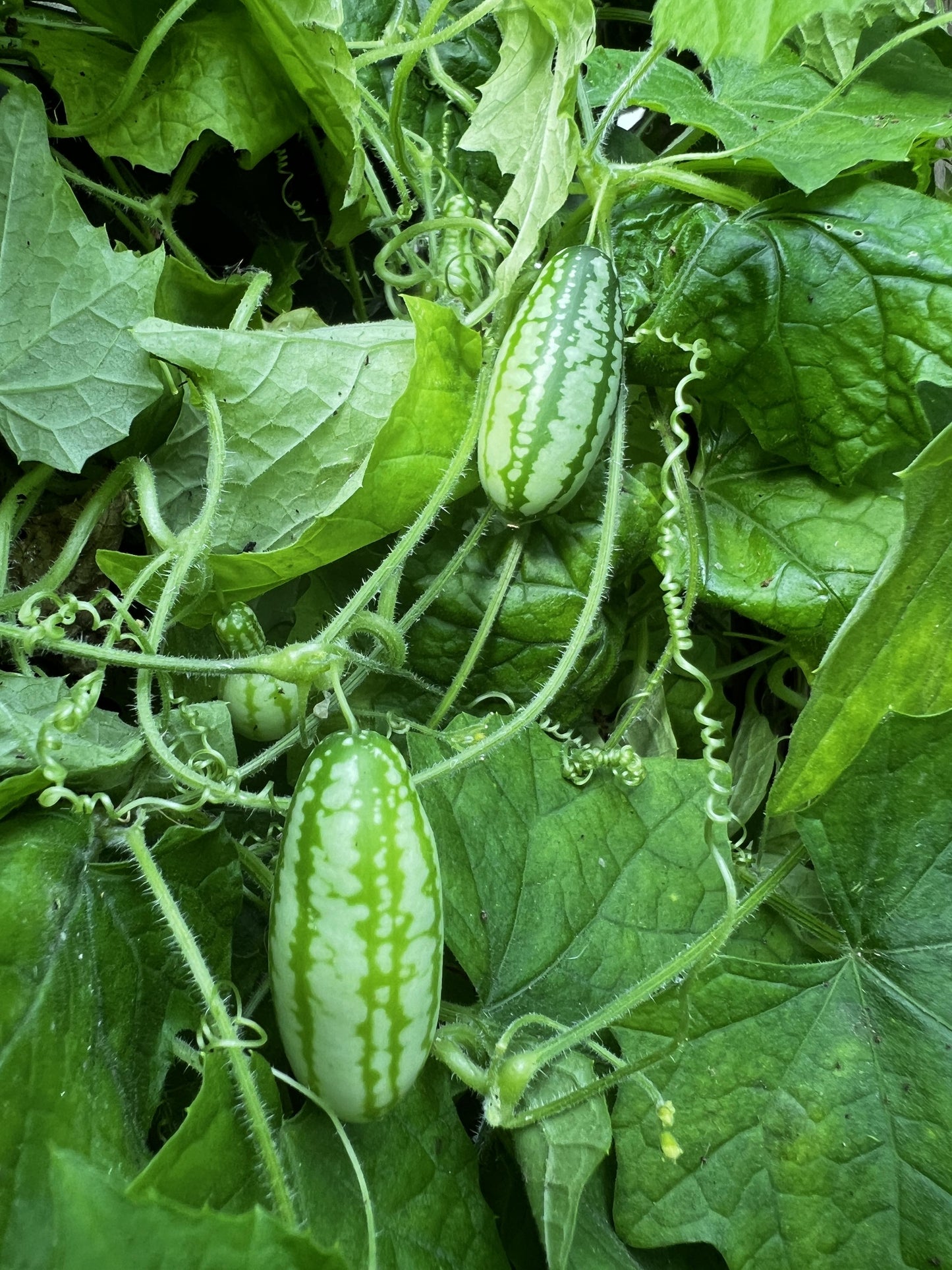 Cucamelon Mousemelon Seeds – Garden Fruit Seeds