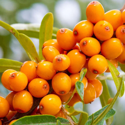 Leikora Goumi Plant Seeds (Elaeagnus multiflora) – Heirloom, Non-GMO, Hardy Fruit-Bearing Shrub