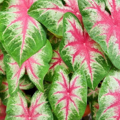 Kathleen Caladium Seeds For Planting Perennial Hosta Elephant Ears