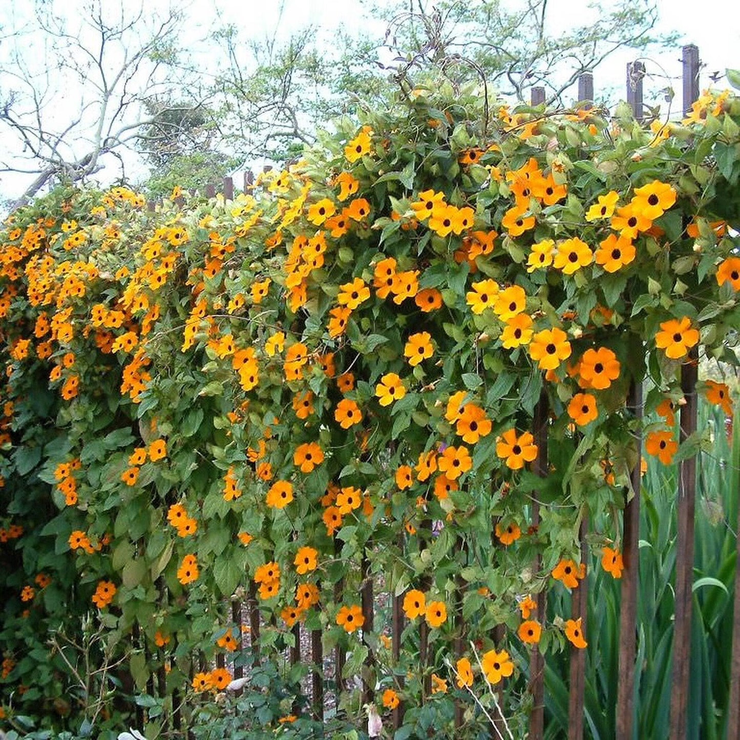 Thunbergia (Black-Eyed Susan Vine) Climbing Plant Seeds for Planting – Heirloom, Non-GMO, Easy to Grow, Annual Vine