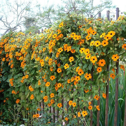 Thunbergia (Black-Eyed Susan Vine) Climbing Plant Seeds for Planting – Heirloom, Non-GMO, Easy to Grow, Annual Vine