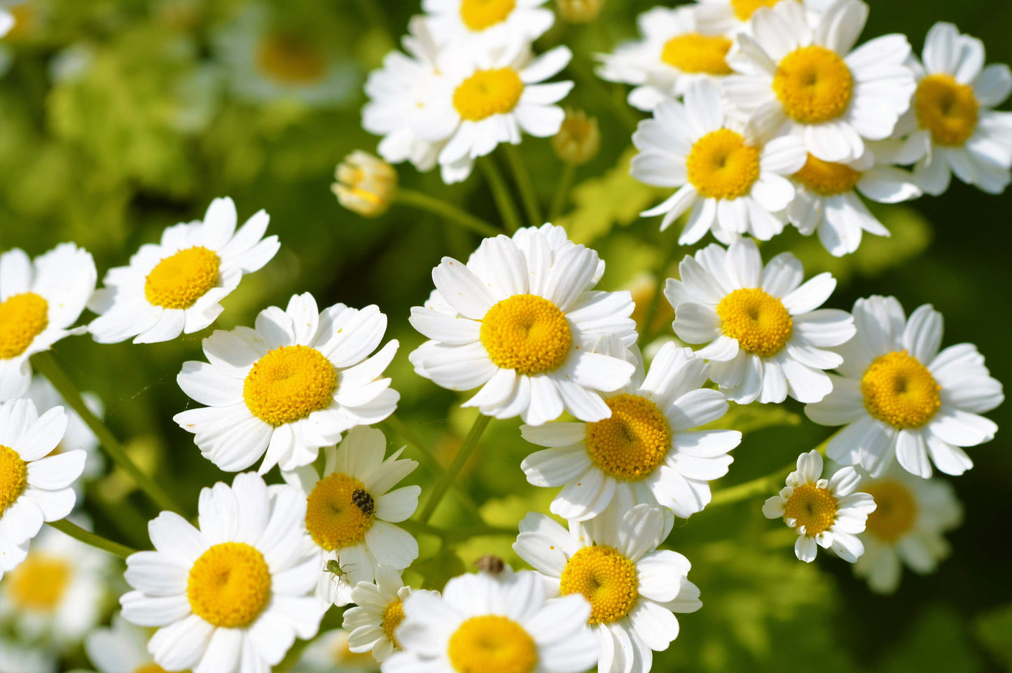 Feverfew Tanacetum Parthenium – Garden Herb Flower Seeds