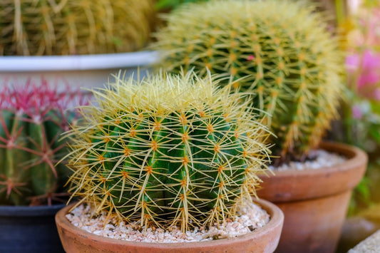 Golden Barrel Cactus Echinocactus Grusonii – Succulent Garden Seeds