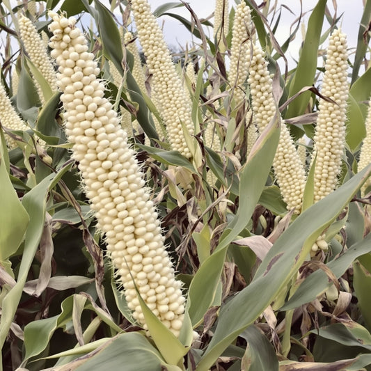 Ladyfinger Popcorn Seeds – Garden Vegetable Seeds