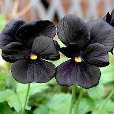 Black pansy Flower seeds for Planting - Drought Tolerant, Heirloom & GMO Free Seeds for Home Garden