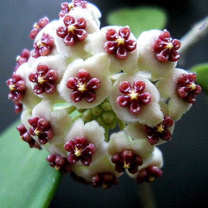 Hoya Kerrii Flowering Plant Seeds – Heirloom, Non-GMO, Easy to Grow Tropical Houseplant